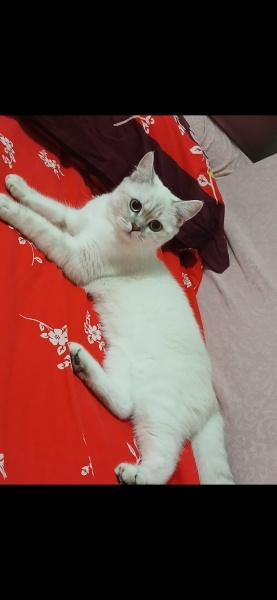 British Shorthair, Kedi  Polen fotoğrafı