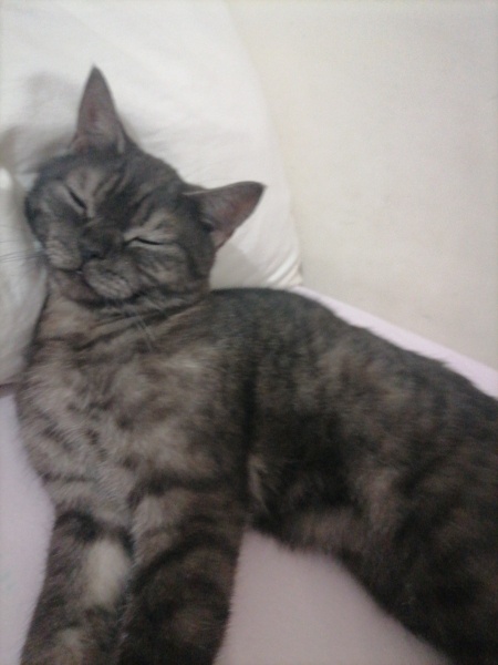 Brazilian Shorthair, Kedi  Sarım fotoğrafı