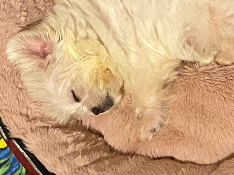 Maltese, Köpek  Sütlaç fotoğrafı