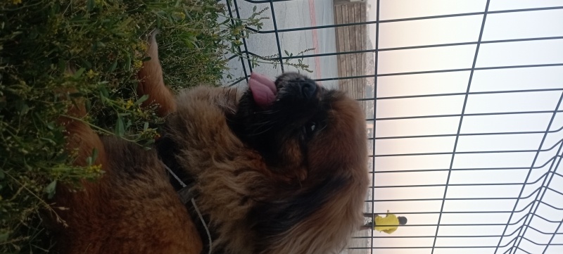 Pekingese, Köpek  Vegas fotoğrafı