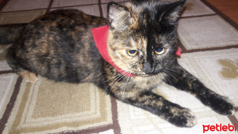 Tekir Kedi, Kedi  Ponçik fotoğrafı