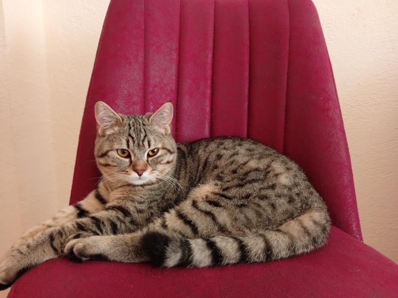 British Shorthair, Kedi  Gece fotoğrafı