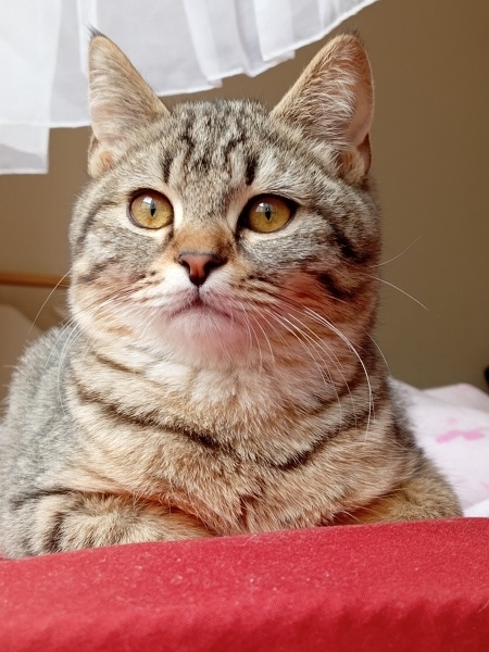 British Shorthair, Kedi  Gece fotoğrafı