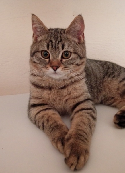 British Shorthair, Kedi  Gece fotoğrafı