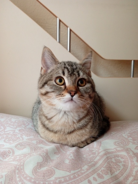 British Shorthair, Kedi  Gece fotoğrafı