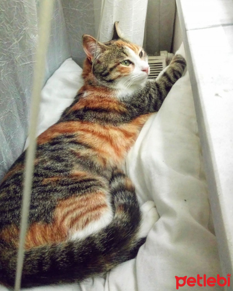 European Shorthair, Kedi  Milly fotoğrafı