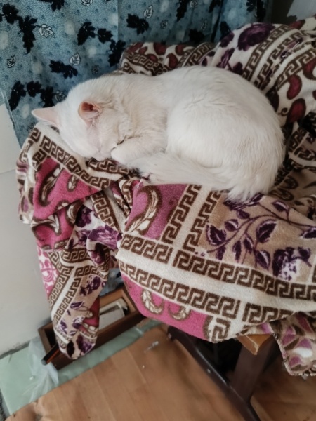 Van Kedisi, Kedi  Dobby fotoğrafı