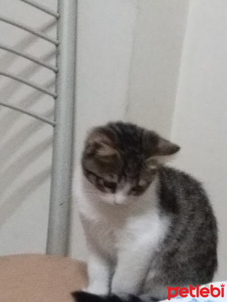 Tekir Kedi, Kedi  Şebelek fotoğrafı