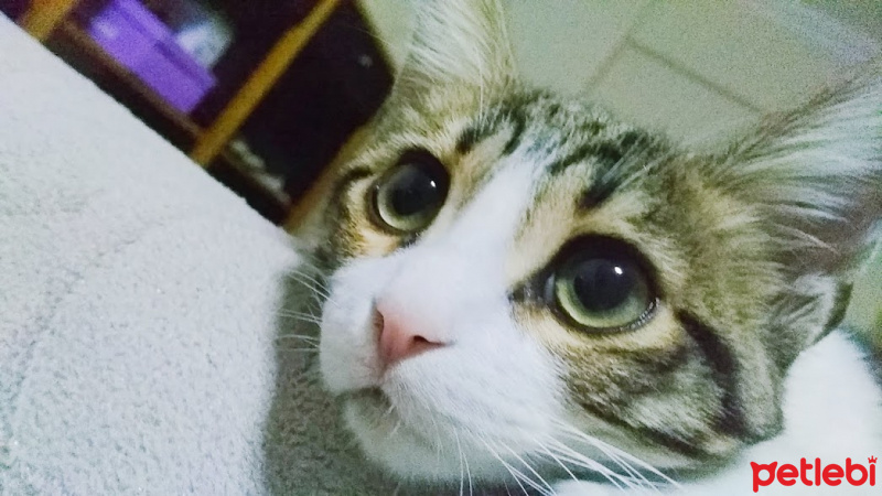 Tekir Kedi, Kedi  Şebelek fotoğrafı
