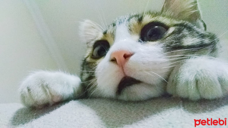 Tekir Kedi, Kedi  Şebelek fotoğrafı