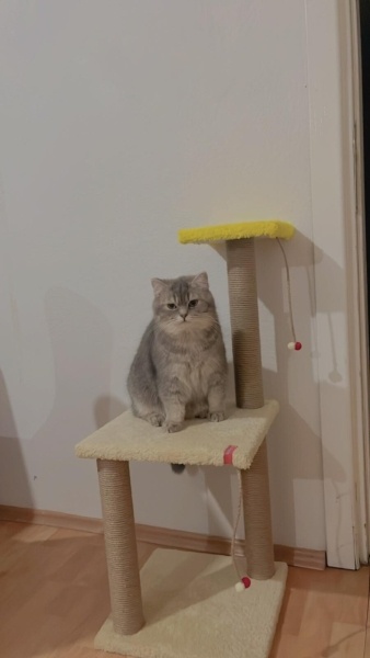 British Shorthair, Kedi  Monica fotoğrafı