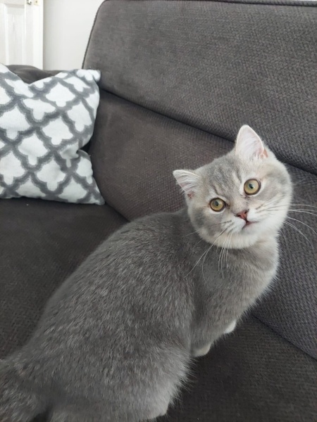 British Shorthair, Kedi  Monica fotoğrafı