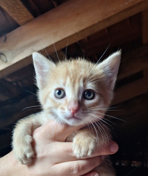 Sarman, Kedi  Oscar fotoğrafı