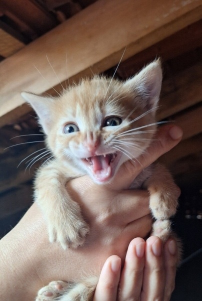 Sarman, Kedi  Oscar fotoğrafı