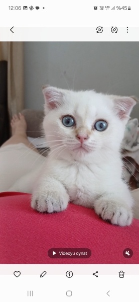 Scottish Fold, Kedi  luna fotoğrafı
