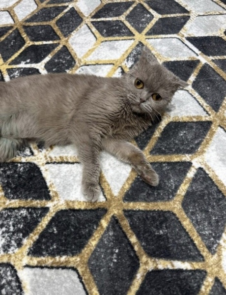 Scottish Fold, Kedi  lara fotoğrafı