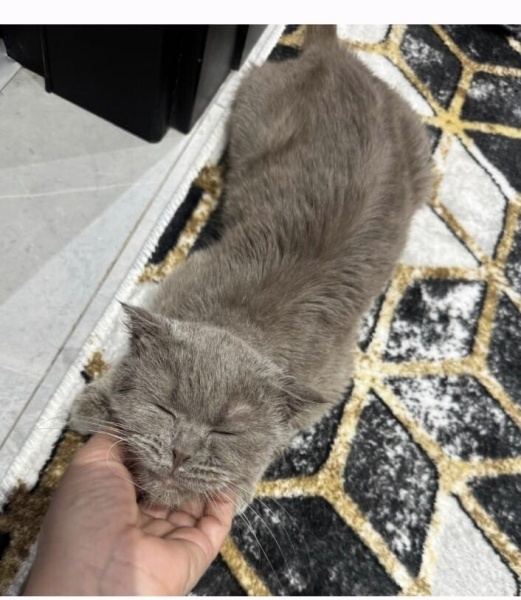 Scottish Fold, Kedi  lara fotoğrafı