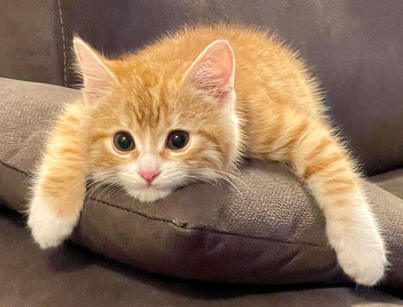 Tekir Kedi, Kedi  Goldy fotoğrafı