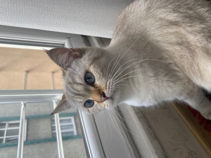 British Shorthair, Kedi  Pamuk fotoğrafı