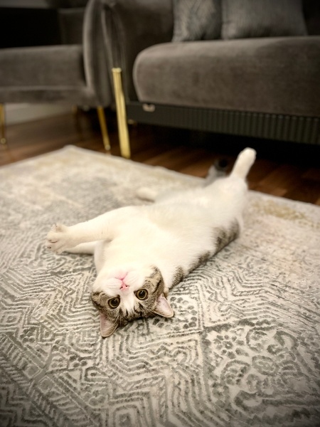 Scottish Fold, Kedi  Boci fotoğrafı