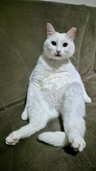 British Shorthair, Kedi  Omo fotoğrafı