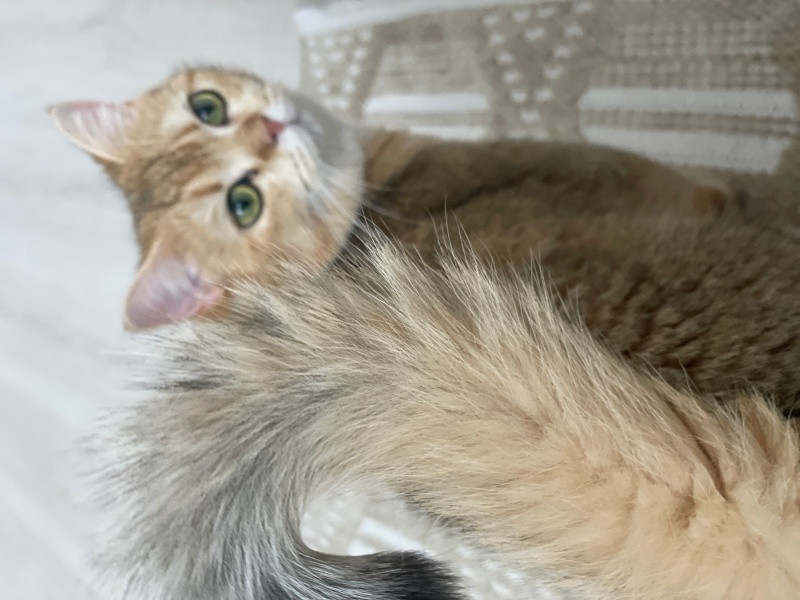 British Shorthair, Kedi  Luna fotoğrafı