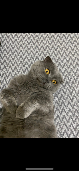 Scottish Fold, Kedi  Nusret fotoğrafı