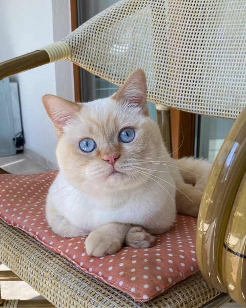 British Shorthair, Kedi  Ares fotoğrafı