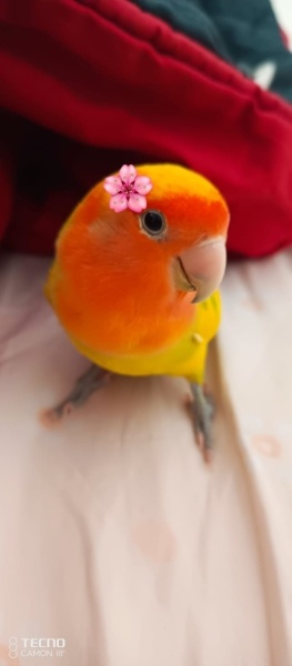 Papağan, Kuş  Cicikuş fotoğrafı