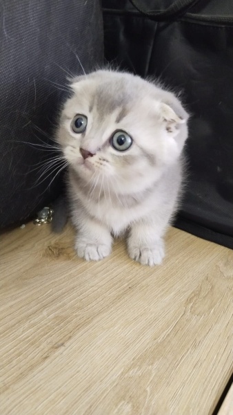Scottish Fold, Kedi  Adı yok fotoğrafı