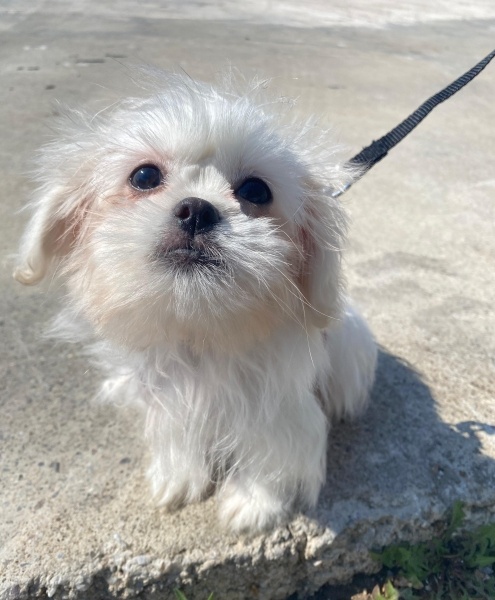Maltese, Köpek  Sütlaç fotoğrafı
