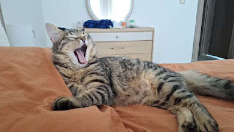 Tekir Kedi, Kedi  Cookie fotoğrafı