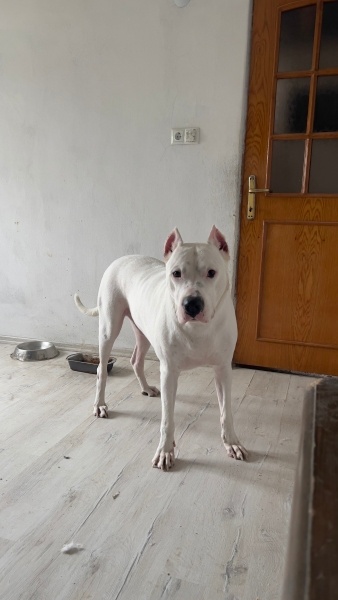 Dogo Arjantin, Köpek  Chivas fotoğrafı