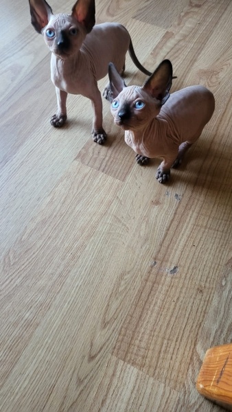 Sphynx, Kedi  Sfenks fotoğrafı