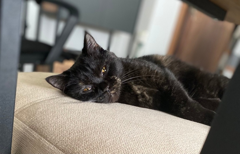 Brazilian Shorthair, Kedi  zifir fotoğrafı