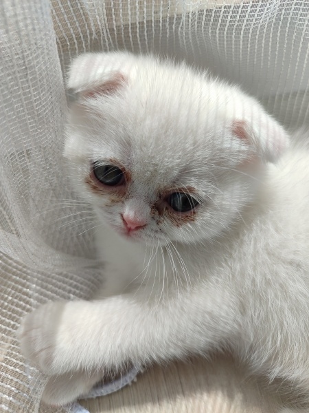 Scottish Fold, Kedi  Sütlaç fotoğrafı