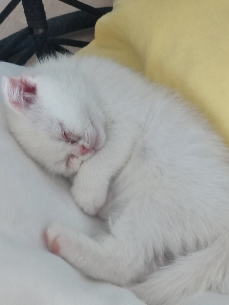 Scottish Fold, Kedi  Sütlaç fotoğrafı