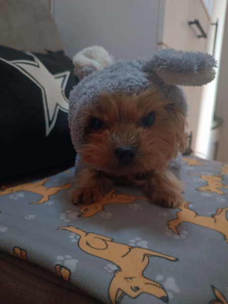 Yorkshire Terrier, Köpek  Pascal fotoğrafı