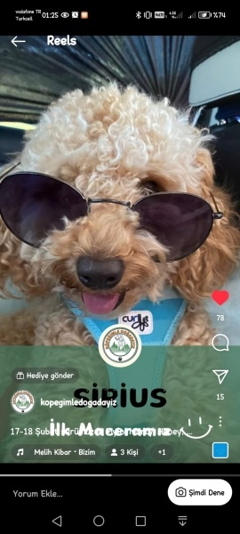 Poodle (Minyatür Kaniş), Köpek  SİRİUS fotoğrafı