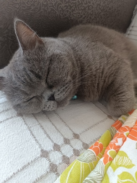 British Shorthair, Kedi  Markus fotoğrafı