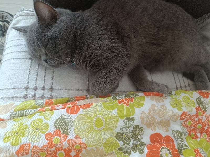British Shorthair, Kedi  Markus fotoğrafı