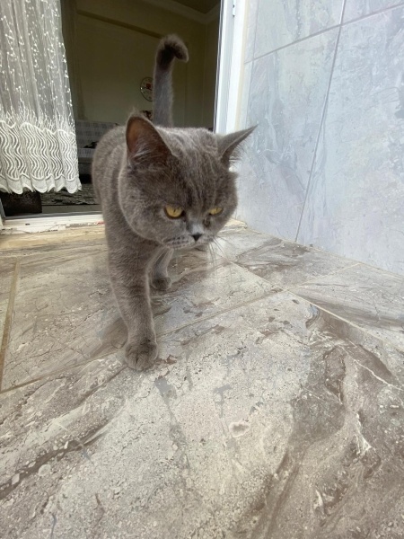 British Shorthair, Kedi  Markus fotoğrafı