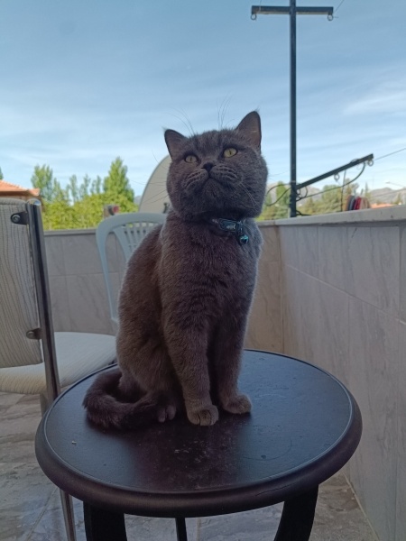 British Shorthair, Kedi  Markus fotoğrafı