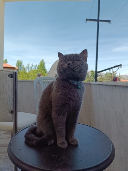 British Shorthair, Kedi  Markus fotoğrafı