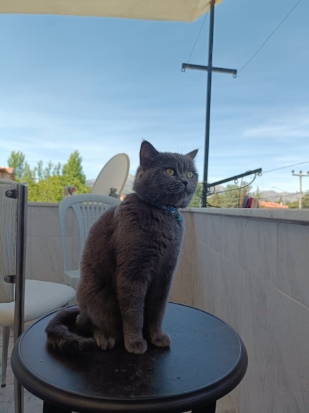 British Shorthair, Kedi  Markus fotoğrafı