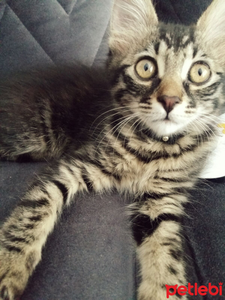 Tekir Kedi, Kedi  Toprak fotoğrafı