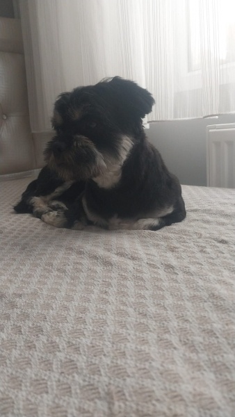 Shih Tzu, Köpek  Dojo fotoğrafı
