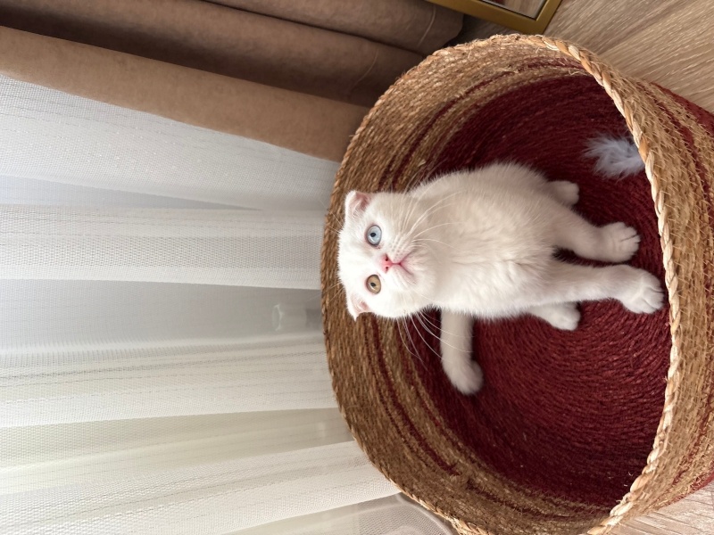 Scottish Fold, Kedi  Casper fotoğrafı