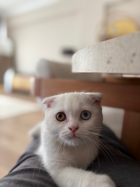 Scottish Fold, Kedi  Casper fotoğrafı