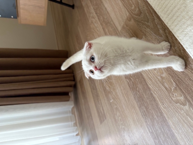 Scottish Fold, Kedi  Casper fotoğrafı